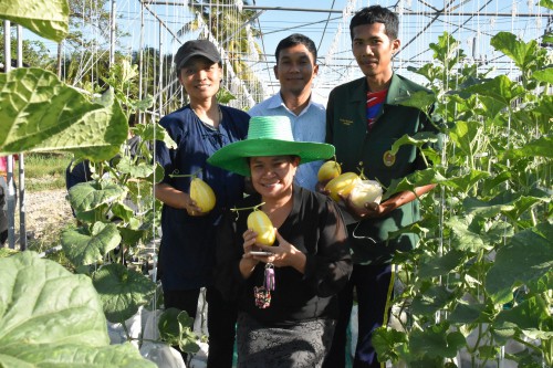 งานวิจัยทดสอบพันธุ์เมล่อน